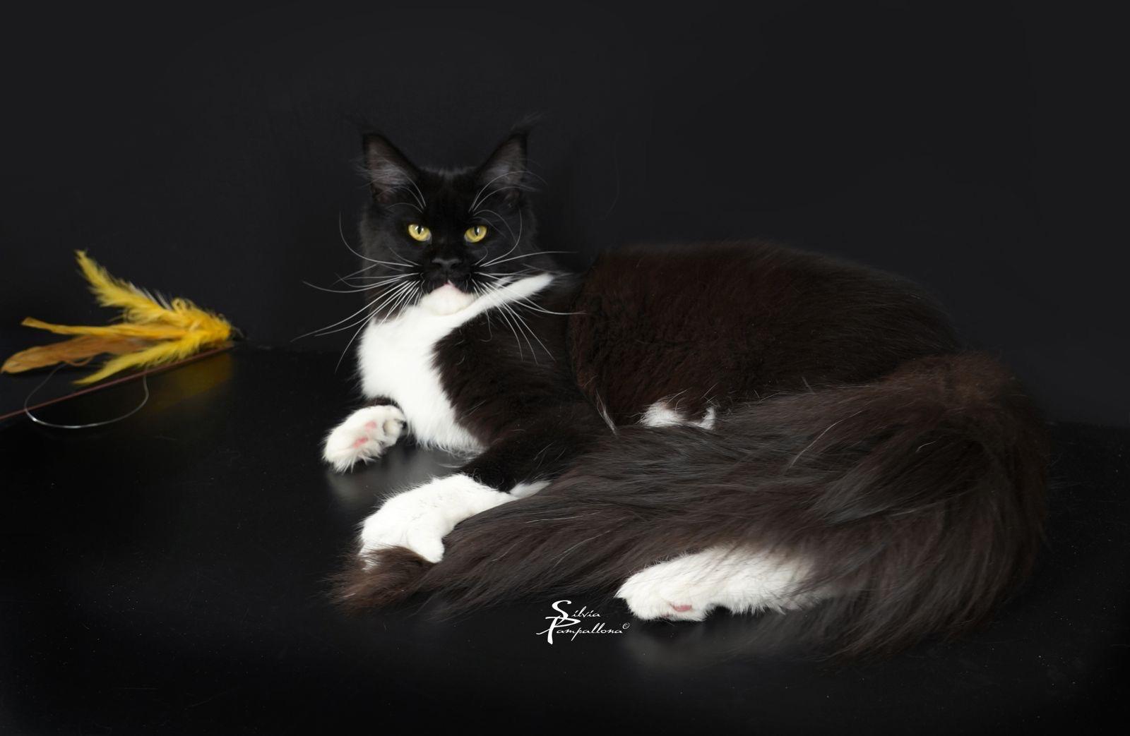 Maleficent - Posa elegante