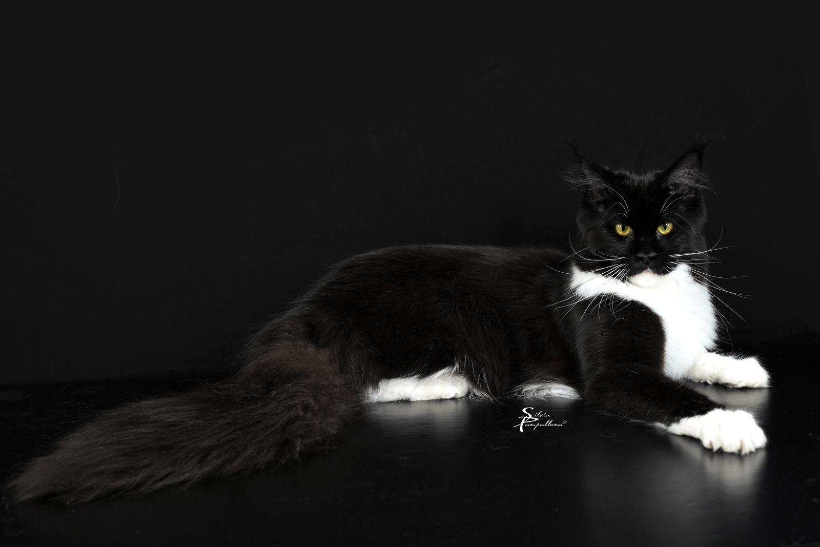 Maleficent - Cucciola curiosa