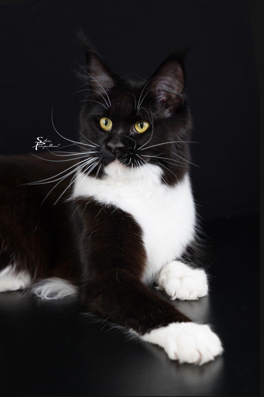 Maleficent - Profilo regale