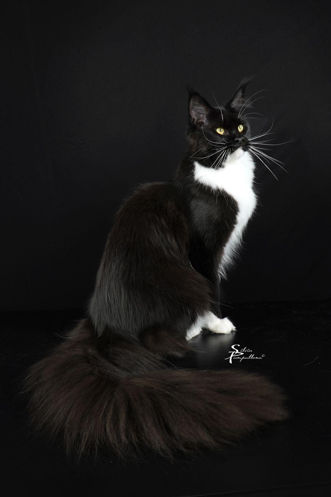 Maleficent - Momento di gioco