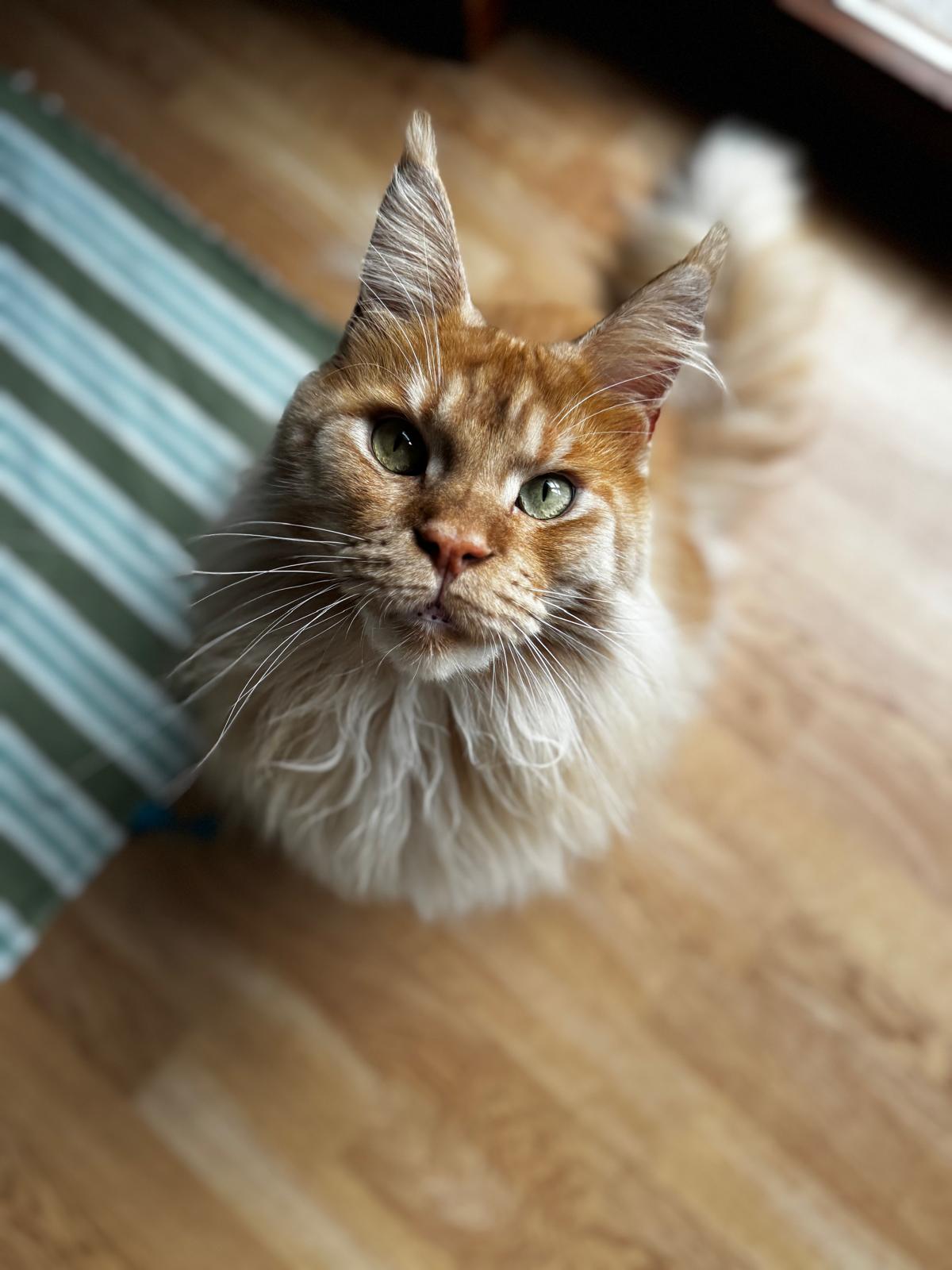 Matisse - Ritratto ravvicinato