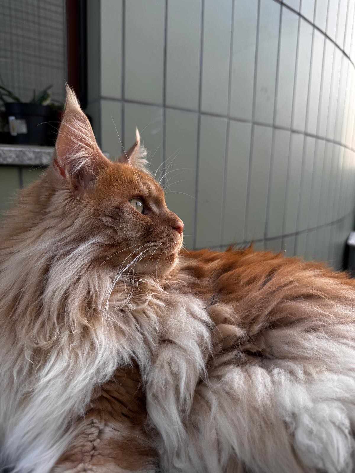 Matisse - Profilo nobile