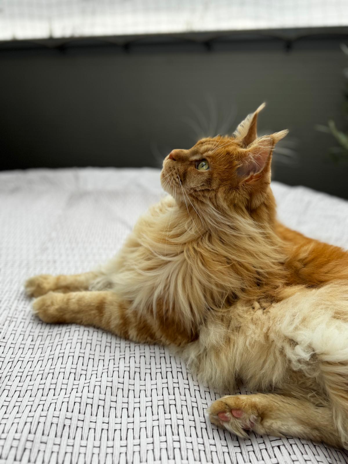 Matisse - Momento relax